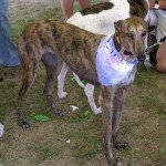 Midwest Greyhound Rescue Group at Our Store!