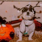 Thanks To All Who Attended Our Howloween Happenings!