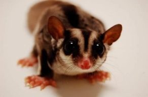 Caring for our exotic pets can be a bit of a challenge.