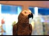 African Grey