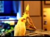 Cockatiel