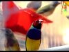 Gouldian Finch