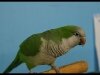 Quaker Parrot