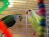 Love Birds