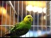 Parakeet
