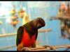 Senegal Parrot