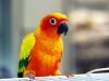 Sun Conure