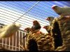 Zebra Finches