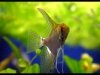 Angel Fish