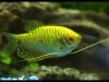 Gold Gourami