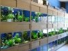 Live aquarium plants vs artificial