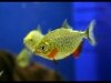 Red Belly Piranha