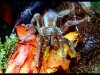 Baboon Tarantula
