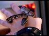Ball Python