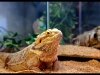 Bearded Dragon (Adult)