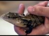 Blue Tongue Skink