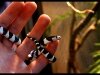 California King Snake