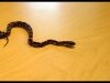 Corn Snake