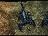 Emperor Scorpion
