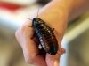 Madagasgar Hissing Cockroach