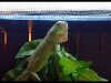 Iguana