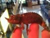 Jacksons Chameleon