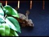 Leaf Gecko