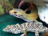 Leopard Gecko and Steppe Runner
