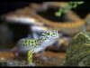 Leopard Gecko