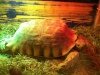 Michelle the Sulcata