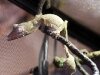 Mossy Leaf Gecko