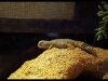 Mali Uromastyx