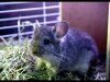 Chinchilla