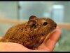 Degu