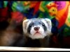 Ferret