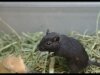 Gerbil