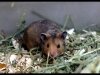 Hamster
