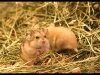 Djungarian Dwarf Hamster
