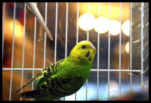 Parakeet