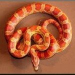 Corn Snake