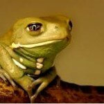 Waxy Monkey Tree Frog 1