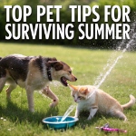Top pet tips for surviving summer