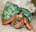 Those most alien looking creatures